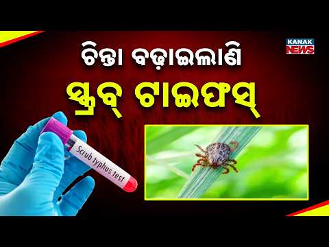 ଚିନ୍ତା ବଢ଼ାଇଲାଣି ସ୍କ୍ରବ୍ଟା ଇଫସ୍ Scrub Typhus Cases Rise to 7 in Odisha | Medical Team Reaches Angul