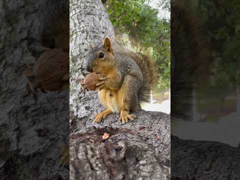 Squirrel cracks open