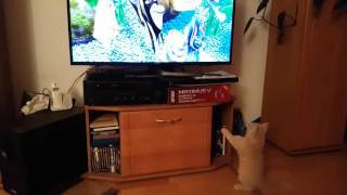 Main Coon Kitten 10 - Tommy watches Find Nemo - 20161125 212605