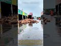 Insane Dump Massive African Rosewood Logs Unloading: Satisfying Wood Dump How Luxury Redwood