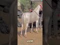 This Horse Looks Made of Gold and Silver!