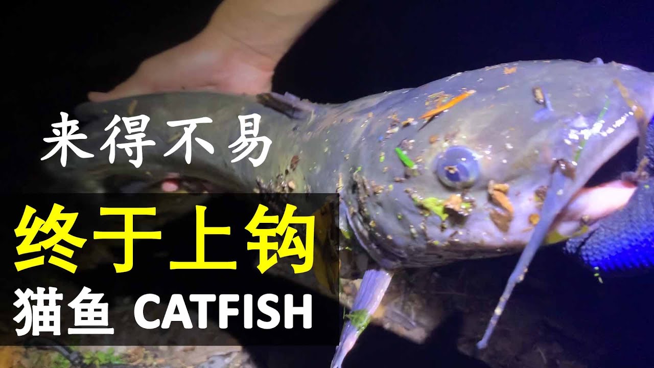 尝试了那么久终于让我钓到了这条CATFISH (鲶鱼)来得不容易(美国