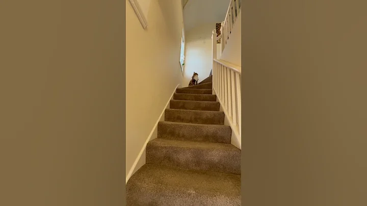 Watch the video about #ragdollparcore #cat #cats #kitten #catshorts #catlover #kittycat #mainecoon #ragdolls