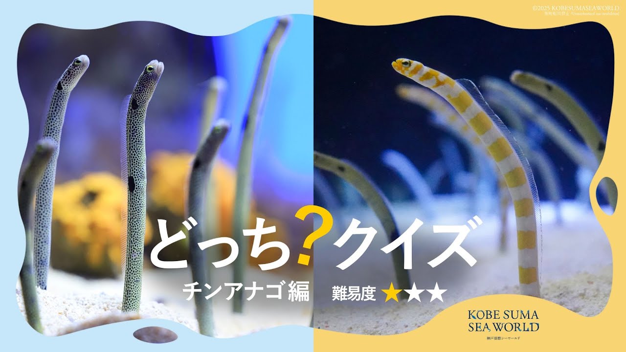 神戸須磨シーワールド】 いきものどっち？クイズ～チンアナゴ編