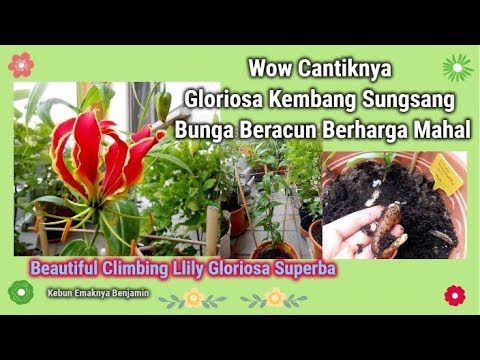 Video: Climbing Lily Care - Cara Menanam Lili Gloriosa