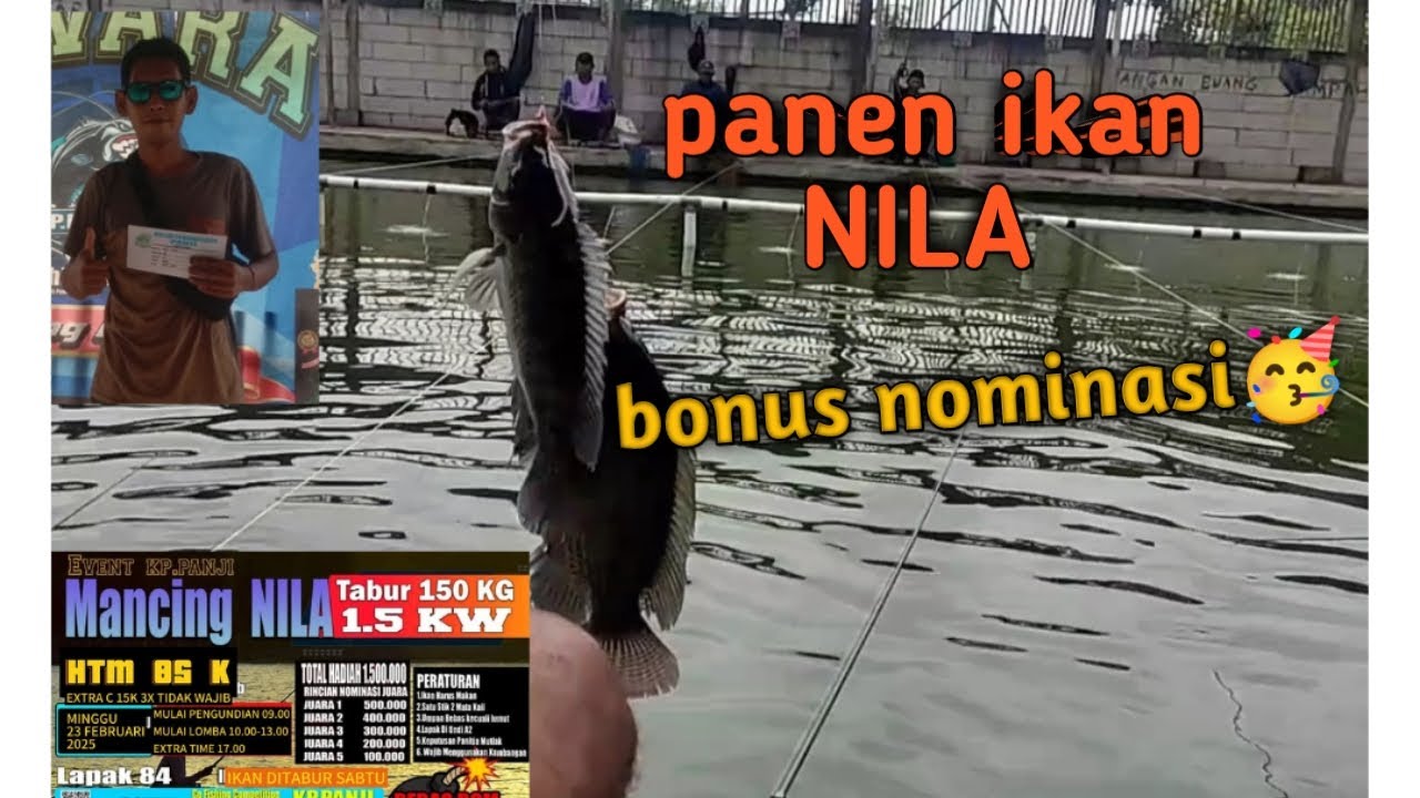 EDAN!!Panen lagi bolo..Mancing Nila 150kg di Kp panji