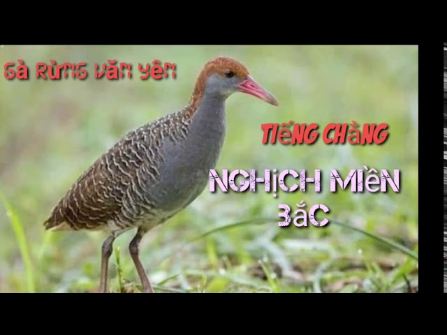 TIẾNG  GÀ RUỘNG ,CHẰNG NGHỊCH ,quốc hoa miền bắc Mồi bẫy(gà rừng văn yên) class=