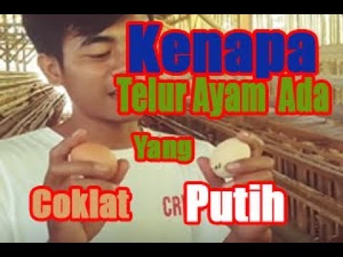 Video: Betapa Telur Ayam Putih Berbeda Dari Telur Coklat