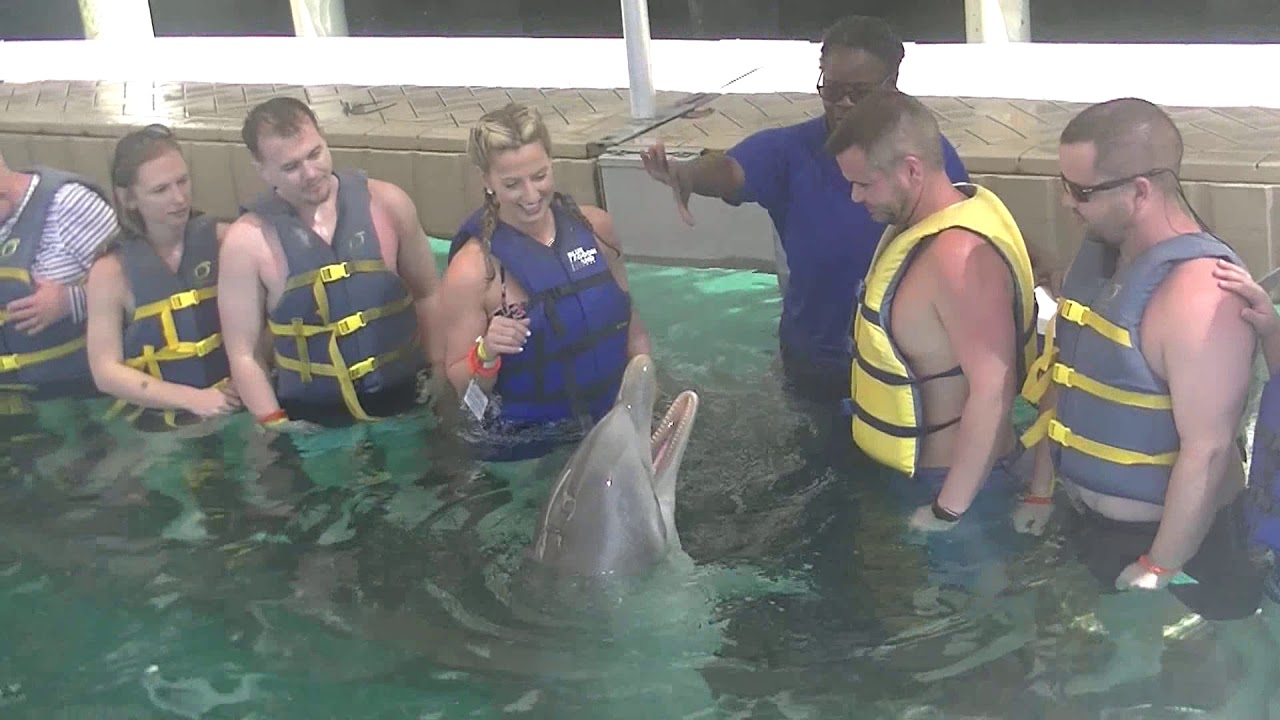 Our Dolphin Encounter in the Bahamas - YouTube