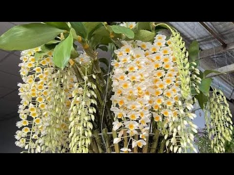 Video SẮM HOA ĐÓN TẾT 0332120650|| HOA LAN BÌNH DÂN - youtube