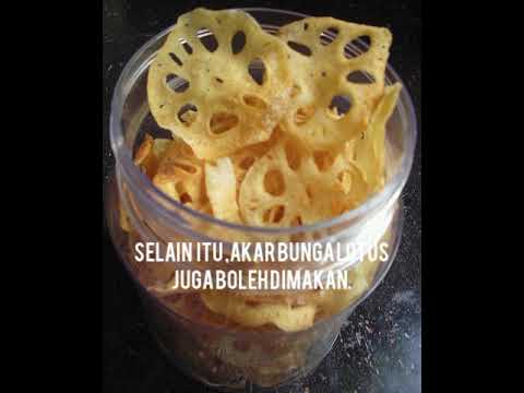 Bunga Kebangsaan Vietnam Youtube