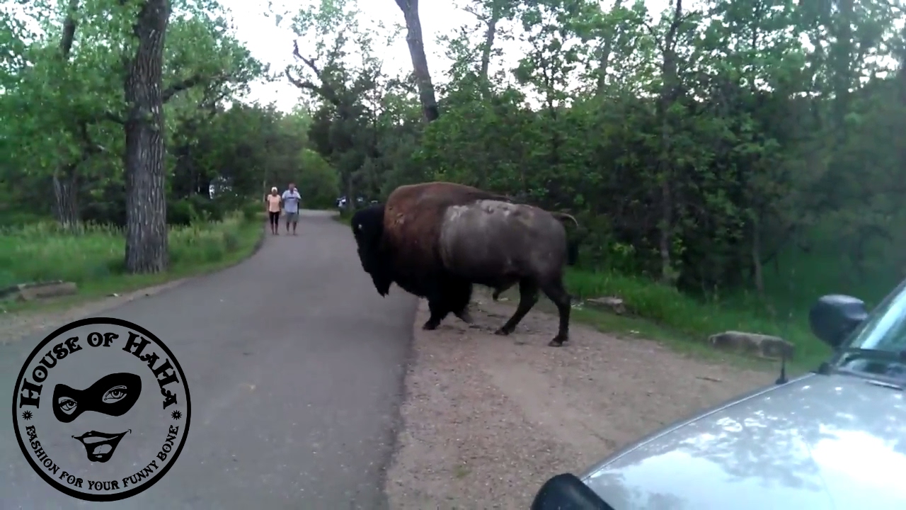 dangerous wildlife in california Are Bison a danger at Theodore Roosevelt National Park Campground?