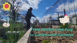 Chicken Coop Deep Litter to Garden Nutrition