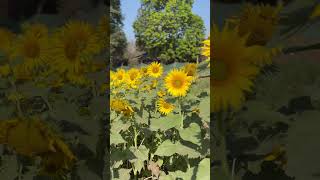 #youtubecontent 🌻🧑🏻‍🎤🌻🧑🏻‍🎤