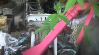 plants update AND  PUMPKIN UPDATE