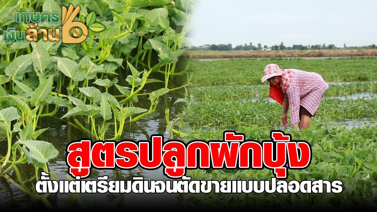 ผักบุ้งแก้จน ปลูกในที่นาแต่ราคาดีกว่าข้าวเป็นเท่าตัว | เกษตรเงินล้าน