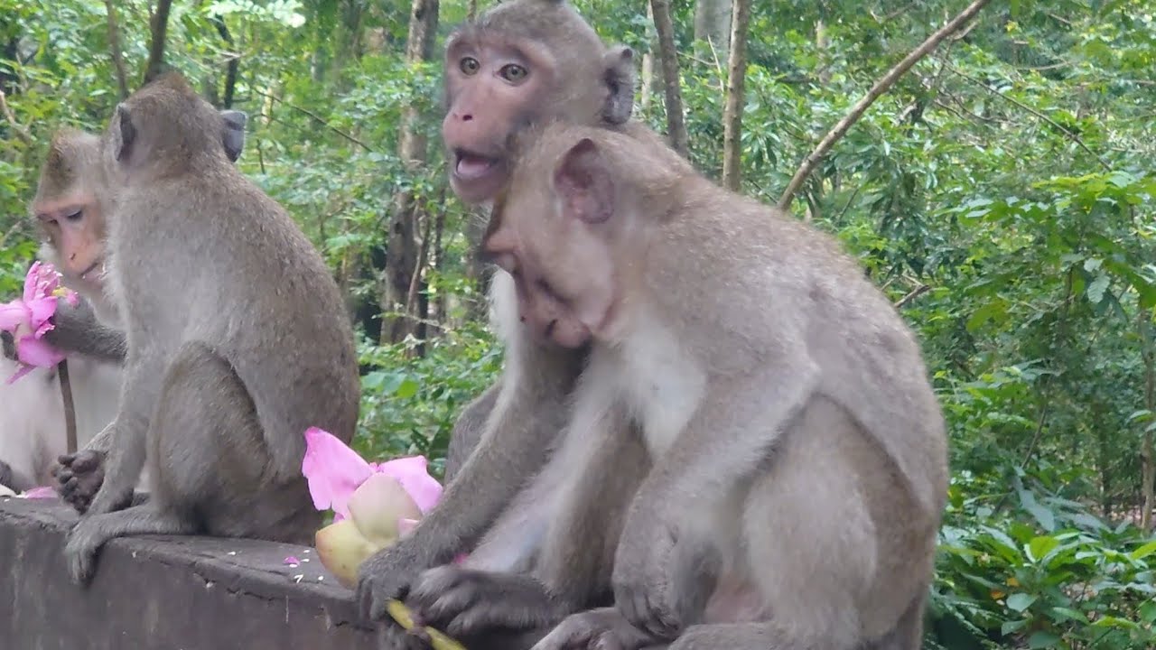 Jane family life in deep warmly monkey .