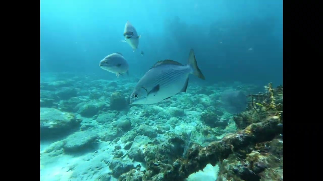 Scuba Diving in Varadero Cuba - Playa Coral