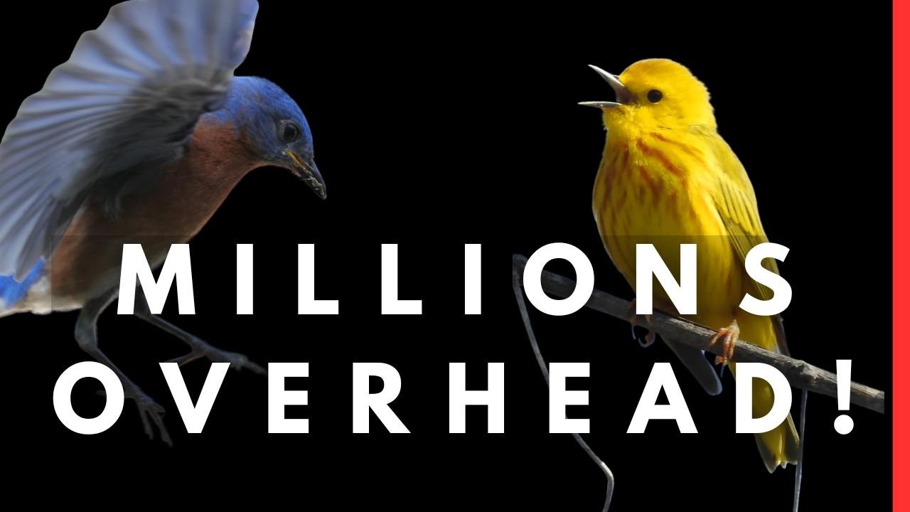 BirdWeather PUC Tracks Northeast Spring Migration