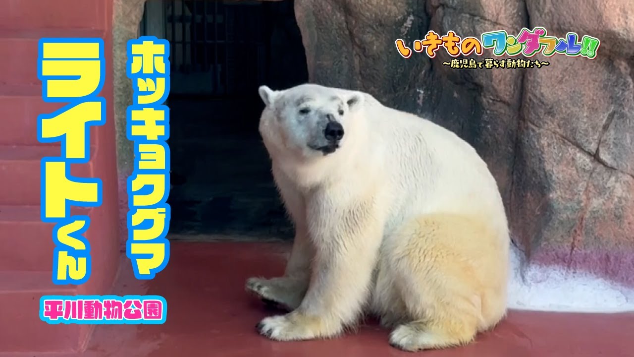 【いきものワンダフル!!】ホッキョクグマ・ライトくん