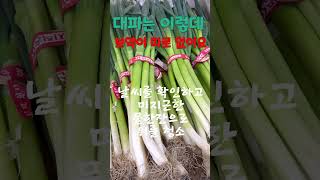 #대파 이렇게 드세요#보약입니다#놀라워요#관리 #건강정보 #잠시후 #오늘의주인공 #베란다정원 #미르스가든제라늄 #gardening #shorts