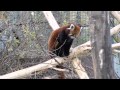 Kleine Pandas