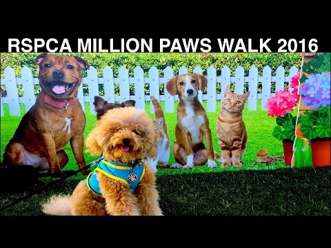 Fun Dog Walk RSPCA Million Paws Rescue Pet Dog Shelter Rehome - DIY Dog Food by Cooking For Dogs