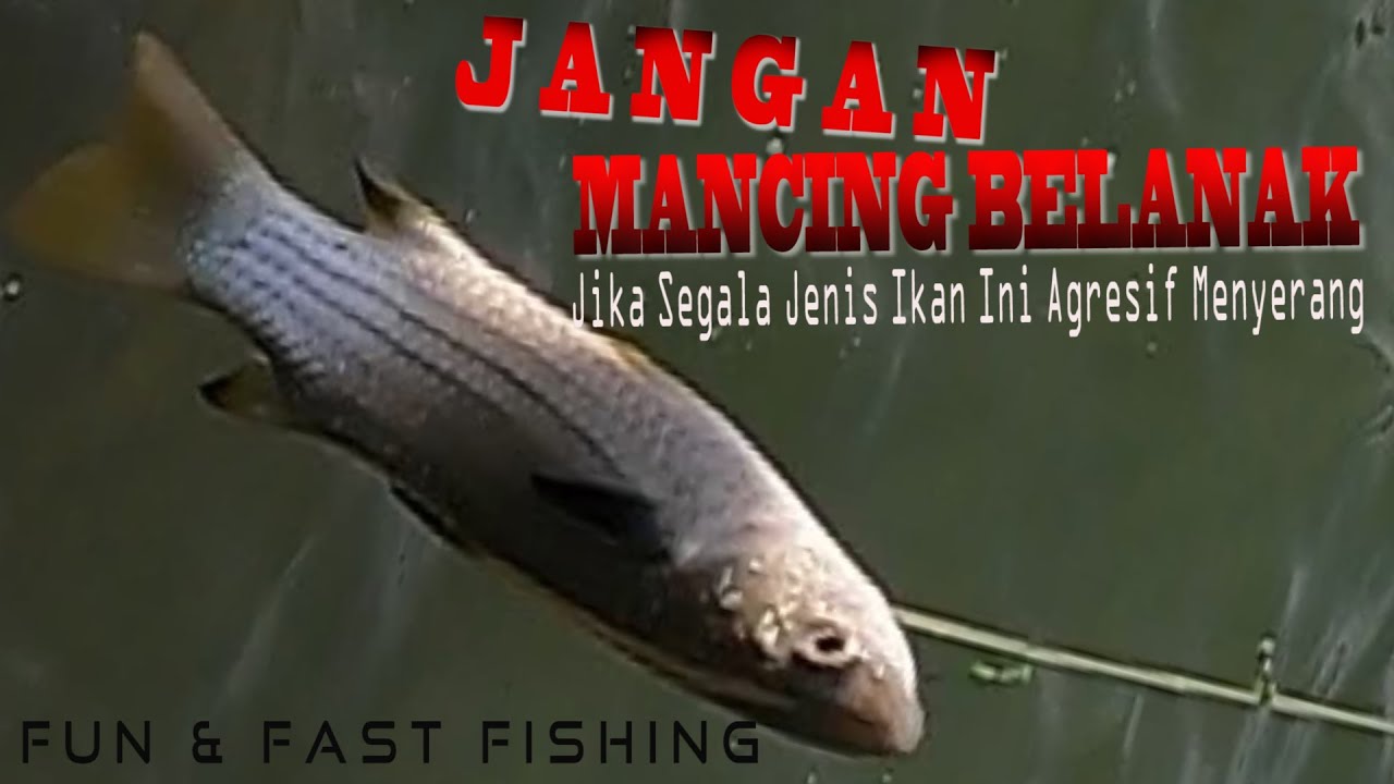 Jangan Mancing Belanak, Jika Segala Jenis Ikan Ini Agresif Menyerang / Fun & Fast Fishing For Mullet
