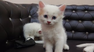 Funny kittens | playful cats #catlover #kittens #cutenessoverload #foryou #catsworld