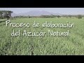 Proceso de Elaboración del Azúcar Natural