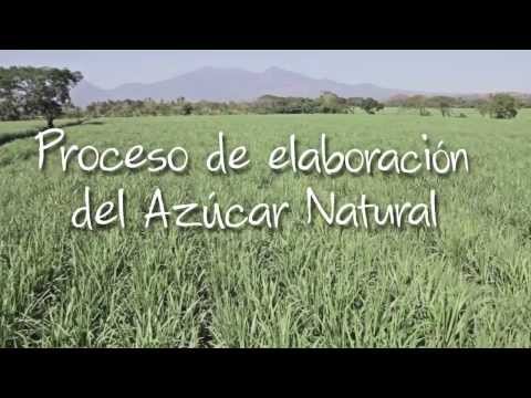 Video: ¿Cómo se saca el azúcar de la caña de azúcar?