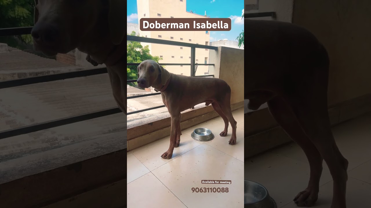 Doberman Isabella colour available for meeting femal can contact # dog 