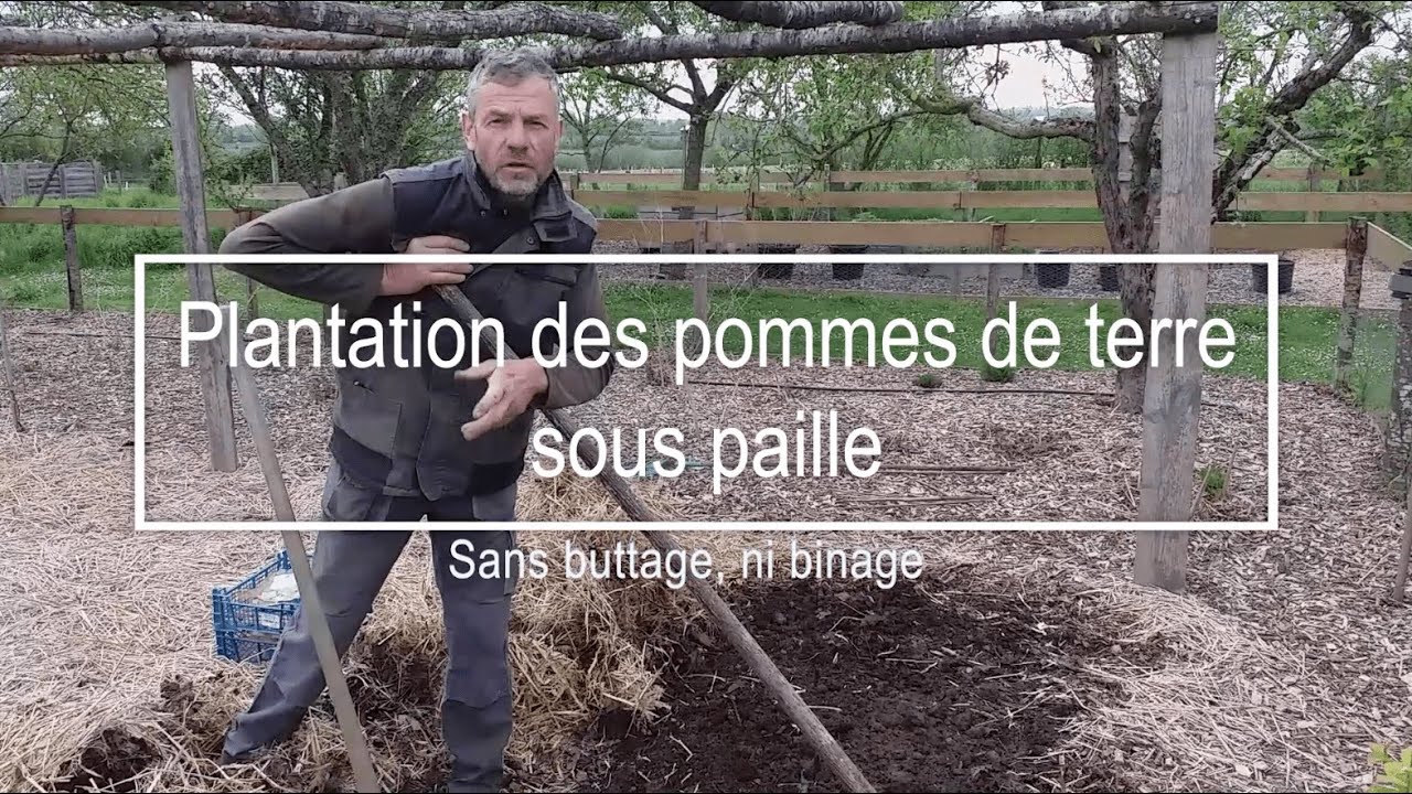 Plantation de pommes de terre sous paille (sans buttage, ni binage)