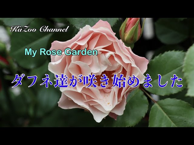 バラ ダフネ達が咲き始めました 薔薇 バラ ばら ダフネ Youtube