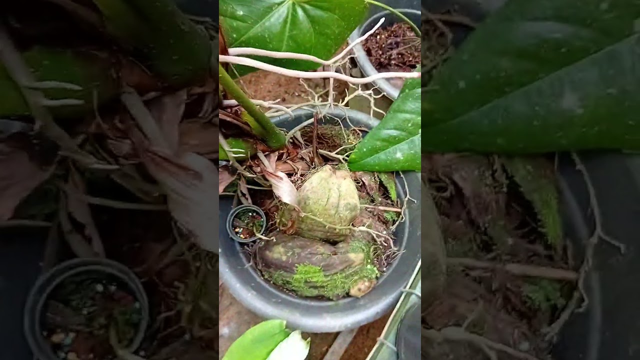 යාලුවනේ අදනමි ඔයාල දැකලම නැති ලොකුම ලොකු මල් ටිකක් පෙන්නන්යි යන්නෙ බලන්නකෝ ඔි ඔි 🌼🌼📞0771020