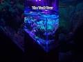 3 Beautiful reeftanks full of coral. #reeflife #aquarium #fish #coral #fishtank #reef #reeftank