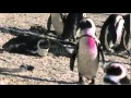 A Day In The Life Of African Penguins