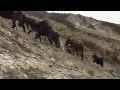 Korean documentary on the caravan trade in Tibetan ponies for Chinese tea