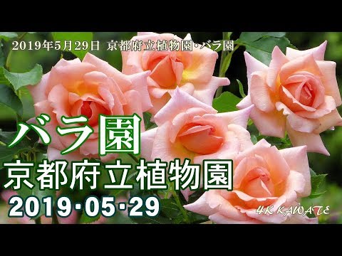 京都府立植物園 バラ園 19 春 4k Youtube