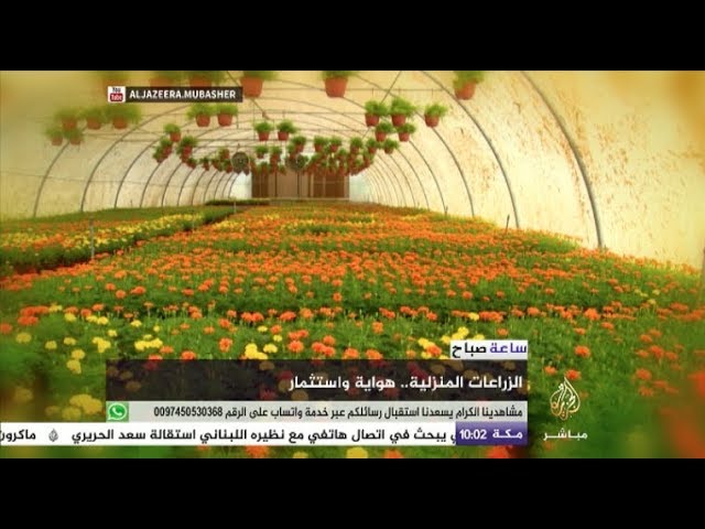 ساعة صباح | الزراعة المنزلية.. هواية واستثمار