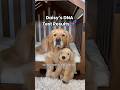 My dogs dna test accurate results  dogshorts puppies goldenretriever puppy.s doglife