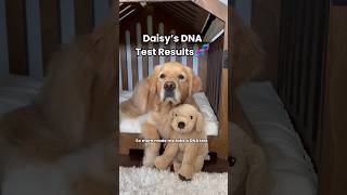 My Dogs DNA Test: accurate results  #dogshorts #puppies #goldenretriever #puppyvideos #doglife