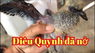 BTBR129: 2 con điêu Quynh của bầu Trời Bà Ria đã nở