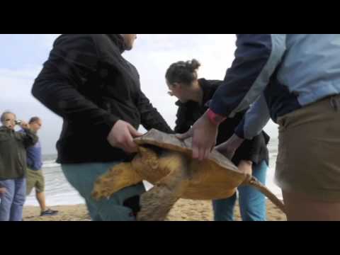 mainlander Sea Turtle Release