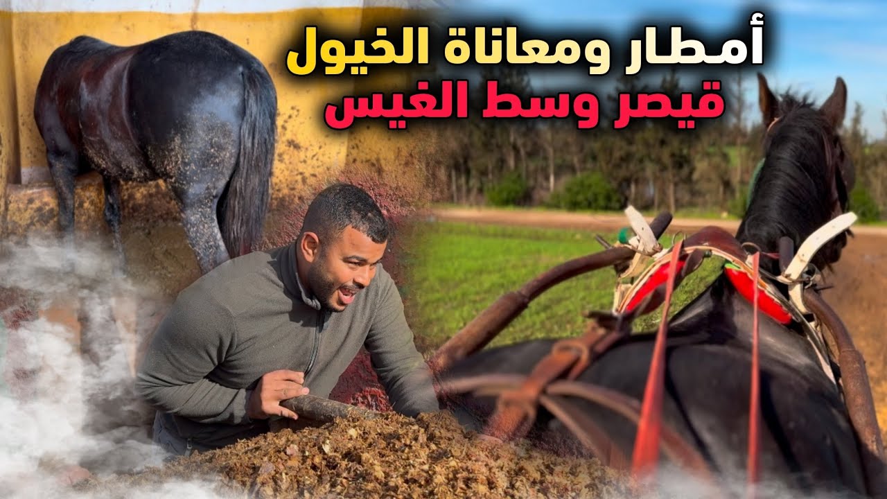 تنظيف مرط الخيول بعد الأمطار 🌧️🐎 قيصر وحل وسط البوكس 😢 واش شتاء كتعذب الخيل ؟؟؟ هنا الإجابة ✅✅