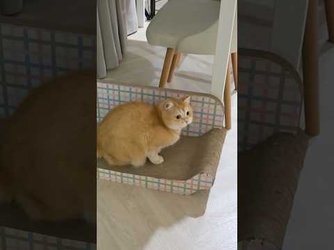 รับเชิดสิงโตฮะตุ้งแช่ๆ รวมความน่ารัก มึนป่วนแสบ ของ 3 แมว