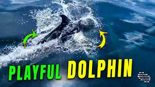 Dolphin Playfully Interacts with Boaters