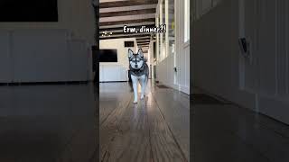Difference Between Male And Female Dogs When Owner Says “DINNER”