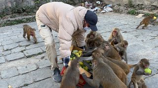 Some kind heart people join us to feed beautiful monkeys and dogs || Thank you for feeding guava