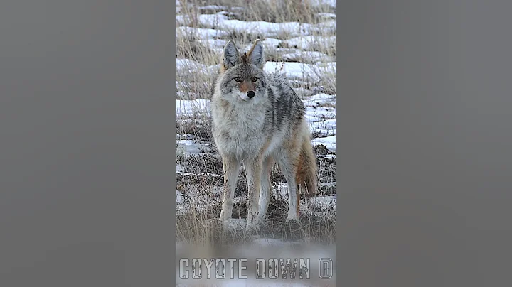 Amazing Coyote Hunt | New 2025
